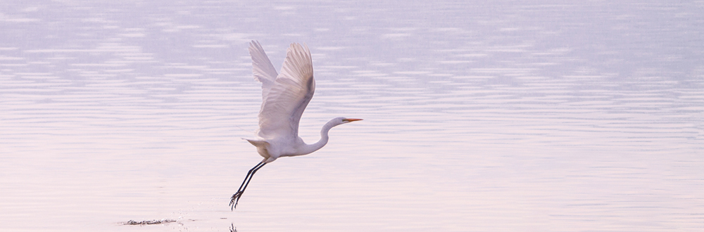 shore bird